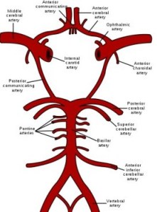 Circle_of_Willis.png